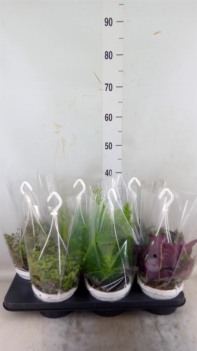 <h4>Planten  ..mix</h4>