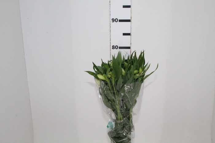 <h4>ALSTROEMERIA WHITNEY 080 CM</h4>