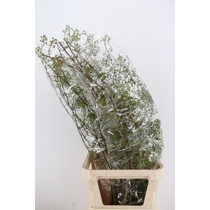 ROSA CORALLO GREEN 120CM