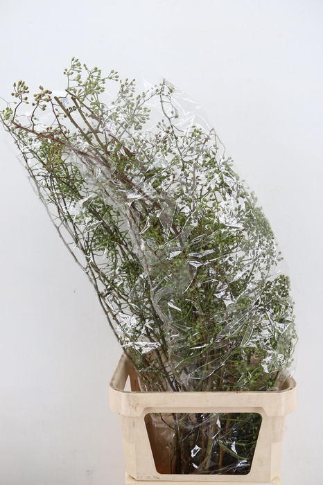 <h4>ROSA CORALLO GREEN 120CM</h4>