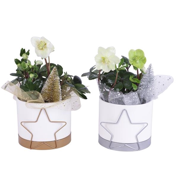 <h4>Christmas Arr. Outdoor Ceramic Pot Metal Starframe Ø13cm 1PP</h4>