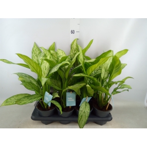 Aglaonema comm. 'Silver Queen'