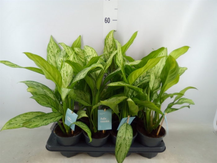 <h4>Aglaonema comm. 'Silver Queen'</h4>