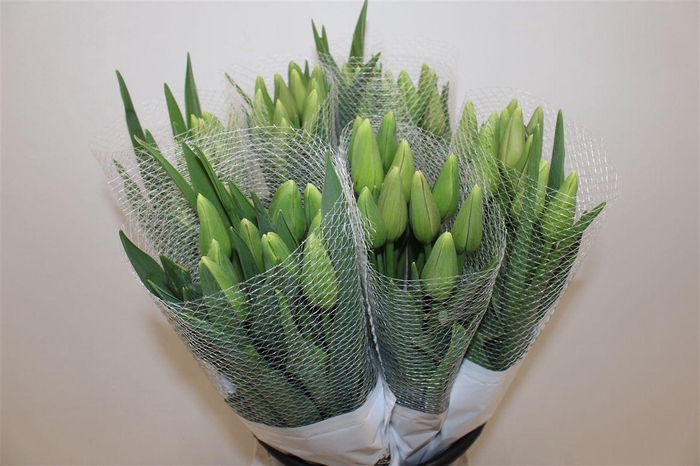 <h4>Tu Fr En Menton</h4>