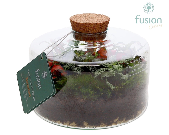 <h4>Green Bottle Kyra Medium met Terrarium arrangement</h4>