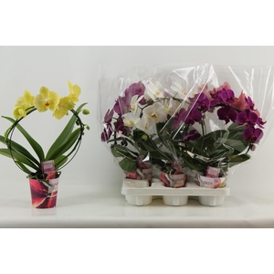 PHAL GEM