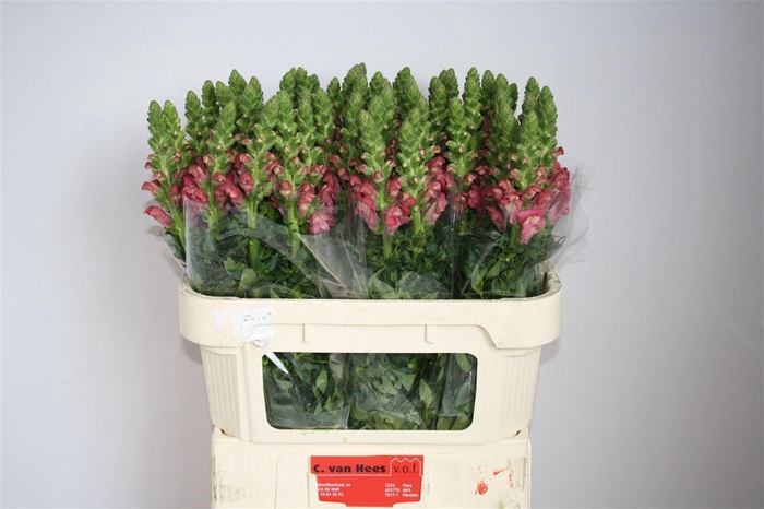 <h4>Antir Avignon C Rose</h4>