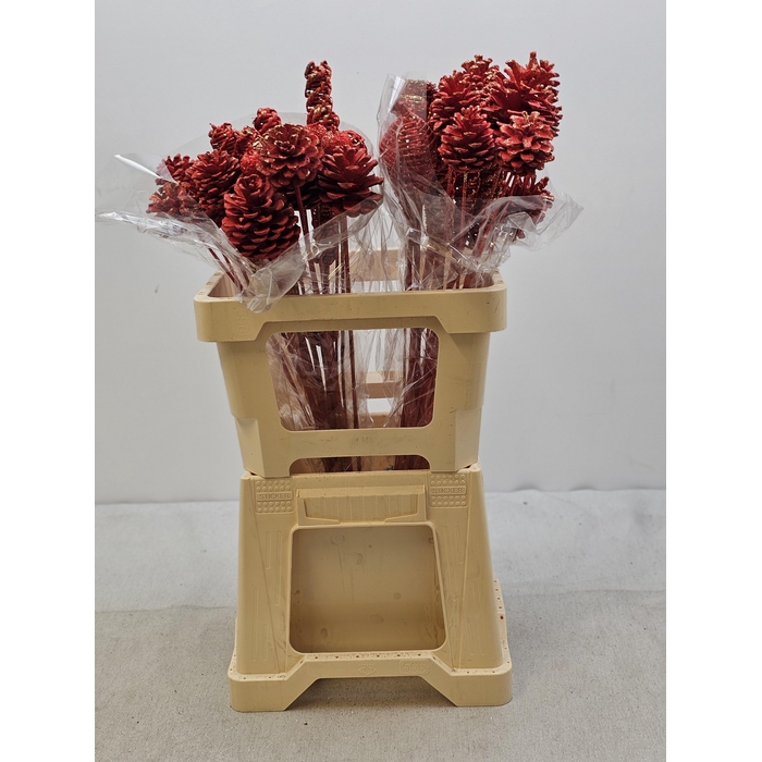 <h4>KERST OP STOK MIX ROOD</h4>