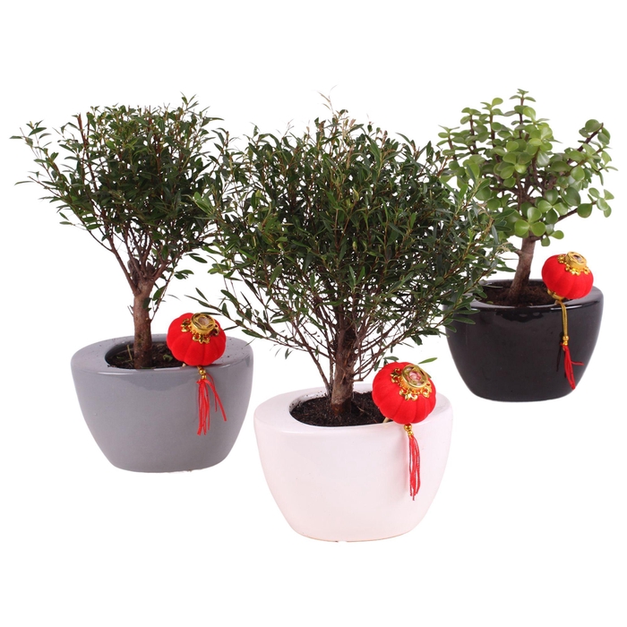 <h4>Bonsai Mixed in pot Ø12cm in Folded pot colormix Ø19cm</h4>