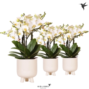 Kolibri Orchids Phalaenopsis Blossom Lausanne 6 spike in Gummy pot travertine