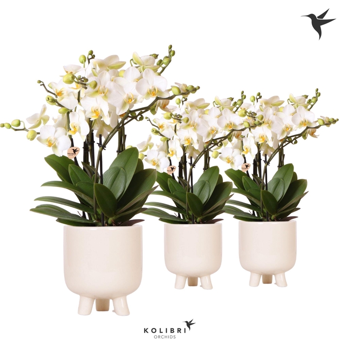 <h4>Kolibri Orchids Phalaenopsis Blossom Lausanne 6 spike in Gummy pot travertine</h4>