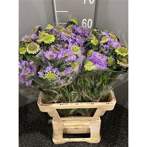 Scabiosa Lavender
