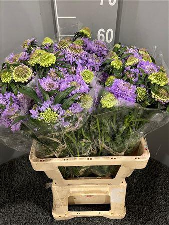 <h4>Scabiosa Lavender</h4>