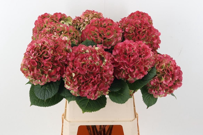 <h4>Hydr M My Vienna Cl</h4>