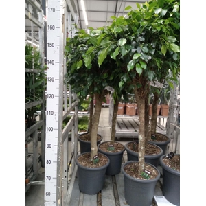 Ficus benja. 'Danielle'