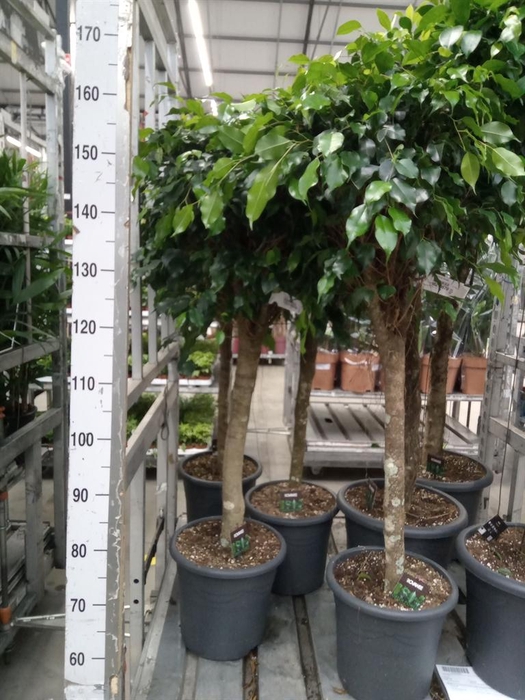 <h4>Ficus benja. 'Danielle'</h4>