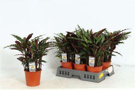 <h4>Calat Ruf Elgergrass P17</h4>