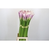 Zantedeschia Eydolls Purple White