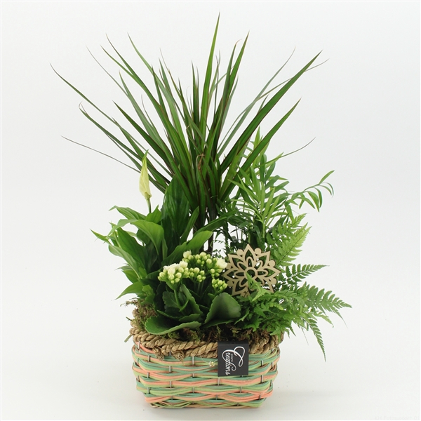 <h4>ESCR-2535W Essentials</h4>