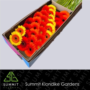 Germini Mix Purple Doos