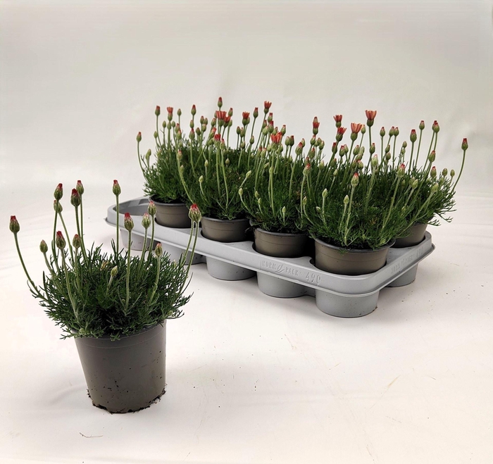 <h4>Rhodanthemum hosmariense Zagora Orange</h4>