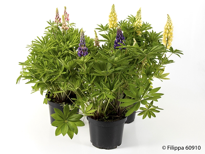 <h4>LUPINUS POLYPHYLLUS P21</h4>