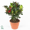 Skimmia jap. 'Obsession'