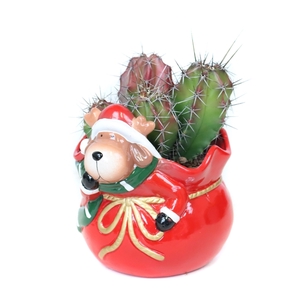 Cactus mix 10,5 cm in Prancer rendier planter