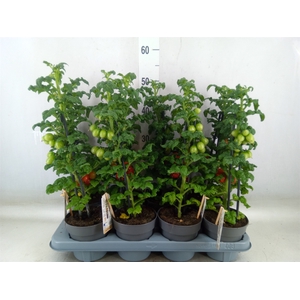 Solanum lycopersicum   ...