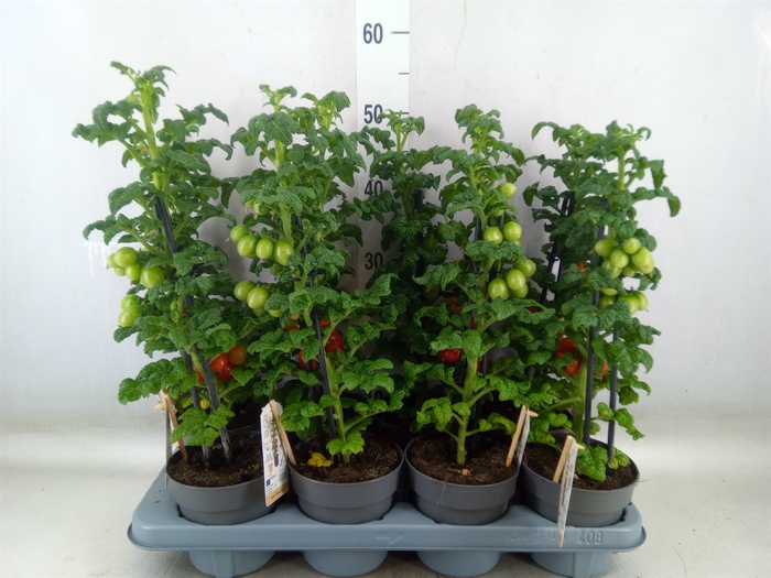 <h4>Solanum lycopersicum   ...</h4>