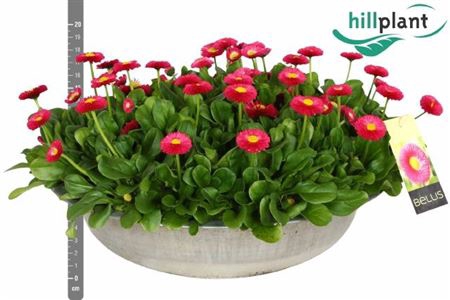<h4>Bellis P Kl Bel Red</h4>