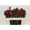 Leucadendron Blush Spray