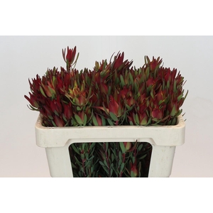 Leucadendron Blush Spray
