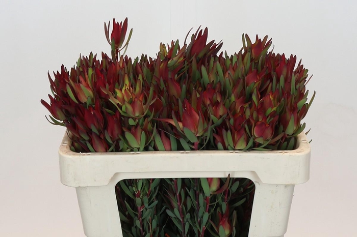 <h4>Leucadendron Blush Spray</h4>