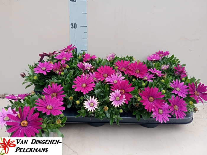 <h4>OSTEO FP PURPLE</h4>