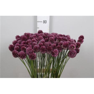 Allium Sphaerocephal