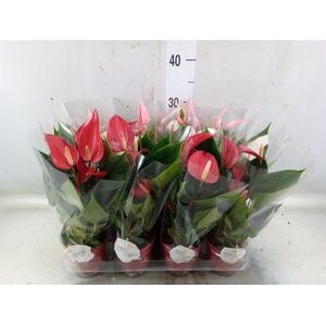 Anthurium   ...mix