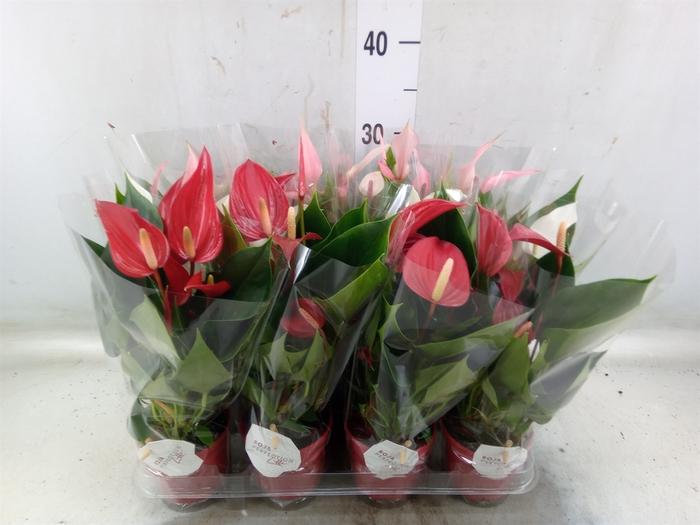 <h4>Anthurium   ...mix</h4>