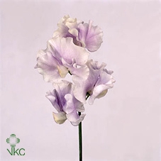 Lathyrus Mist Lavendel