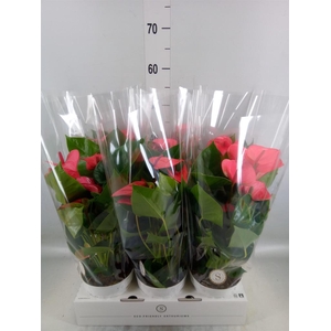 Anthurium andr. 'Pink Champion'