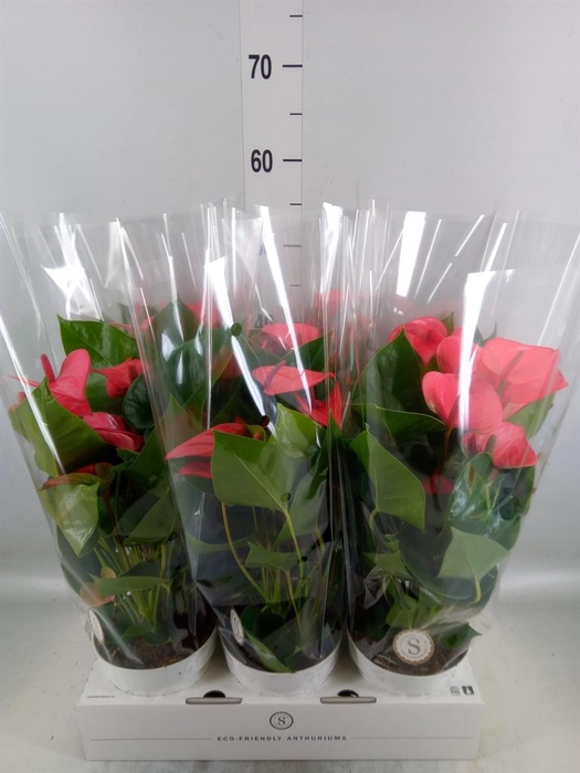 <h4>Anthurium andr. 'Pink Champion'</h4>