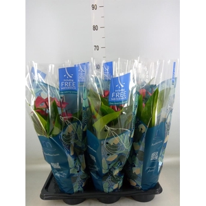 Anthurium andr. 'Pure Purple'