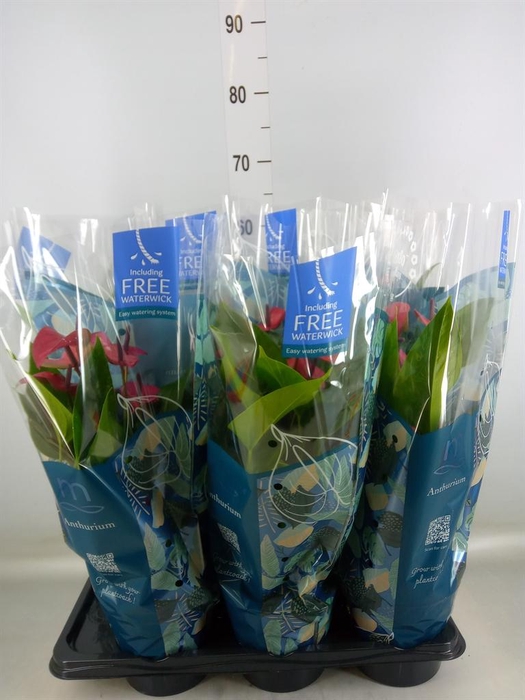 <h4>Anthurium andr. 'Pure Purple'</h4>