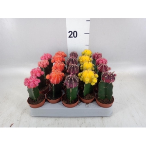 Gymnocalycium mihanov. 'Japan'  mix