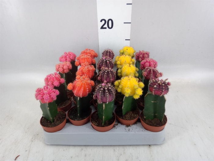<h4>Gymnocalycium mihanov. 'Japan'  mix</h4>