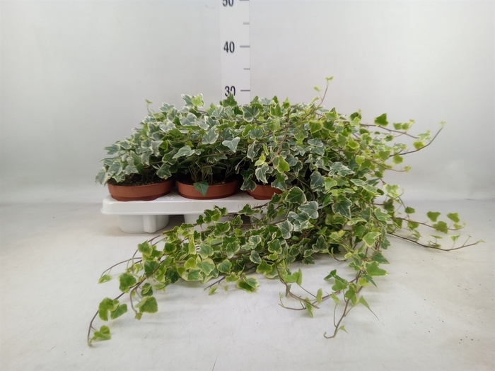 <h4>Hedera helix 'White Wonder'</h4>