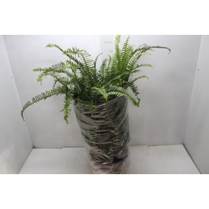 SAMAMBAIA SHIVA C25