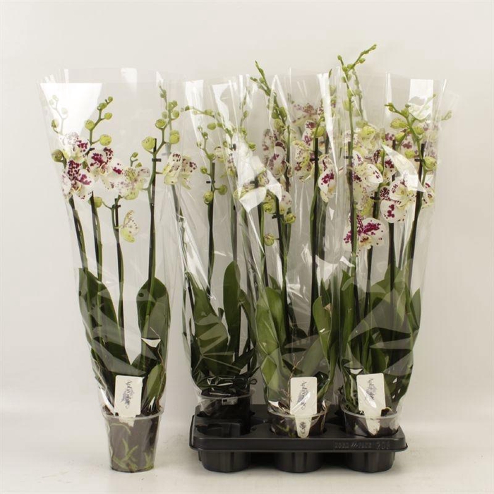 <h4>PHAL AN MARRAKESH</h4>