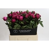Paeonia Red Sarah