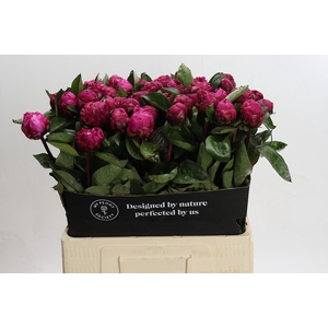 Paeonia Red Sarah